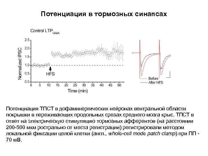 Потенциация в тормозных синапсах Потенциация ТПСТ в дофаминергических нейронах вентральной области покрышки в переживающих