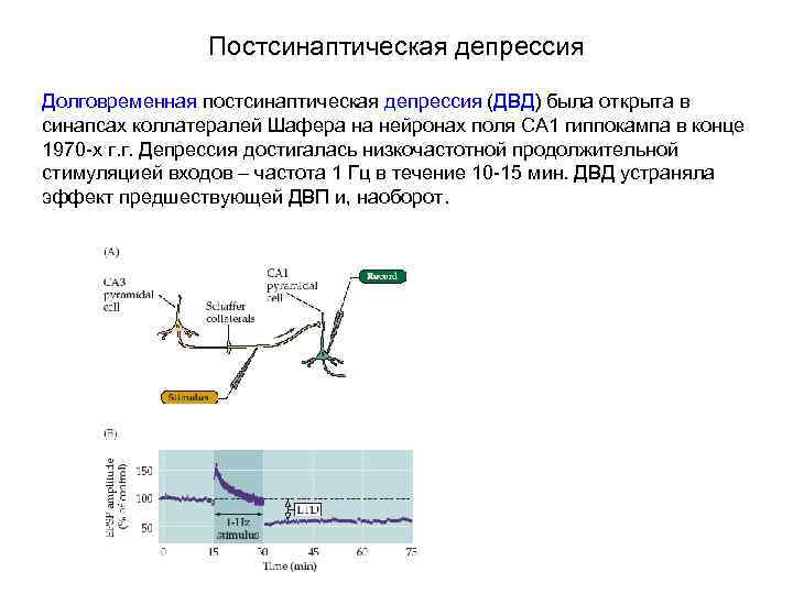 Постсинаптическая депрессия Долговременная постсинаптическая депрессия (ДВД) была открыта в синапсах коллатералей Шафера на нейронах