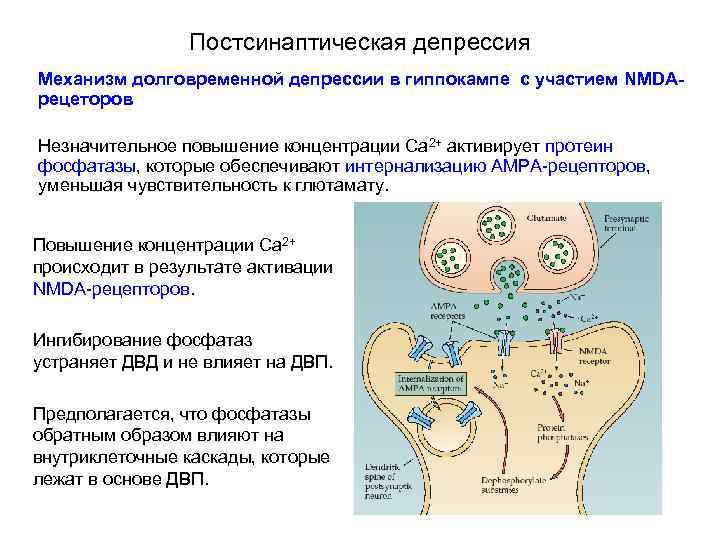 Постсинаптическая депрессия Механизм долговременной депрессии в гиппокампе с участием NMDAрецеторов Незначительное повышение концентрации Са