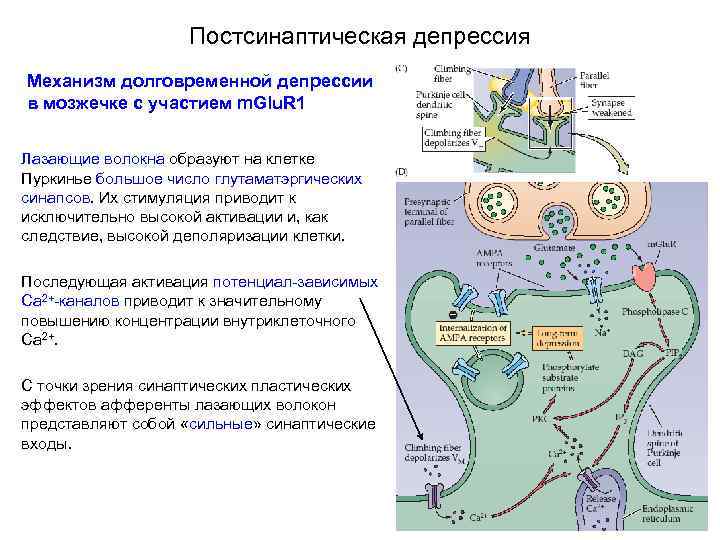 Постсинаптическая депрессия Механизм долговременной депрессии в мозжечке с участием m. Glu. R 1 Лазающие