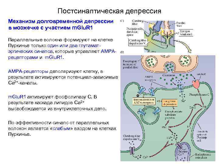 Постсинаптическая депрессия Механизм долговременной депрессии в мозжечке с участием m. Glu. R 1 Параллельные