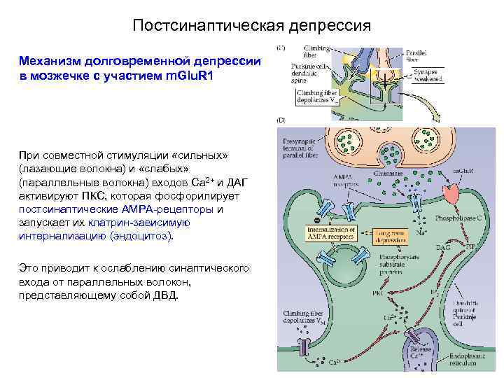 Постсинаптическая депрессия Механизм долговременной депрессии в мозжечке с участием m. Glu. R 1 При