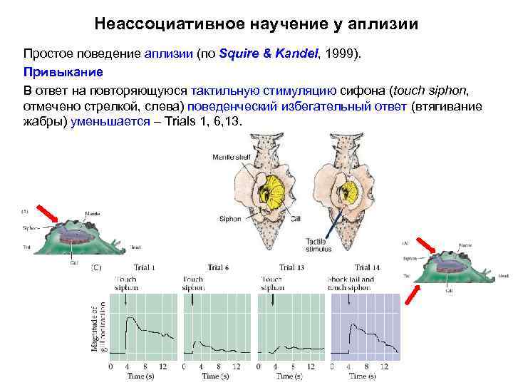 Неассоциативное научение у аплизии Простое поведение аплизии (по Squire & Kandel, 1999). Привыкание В