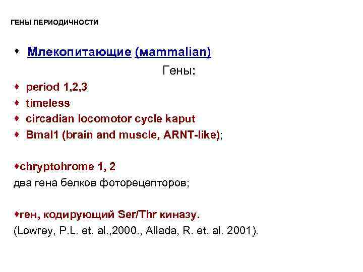 ГЕНЫ ПЕРИОДИЧНОСТИ s Млекопитающие (мammalian) Гены: · · period 1, 2, 3 timeless circadian