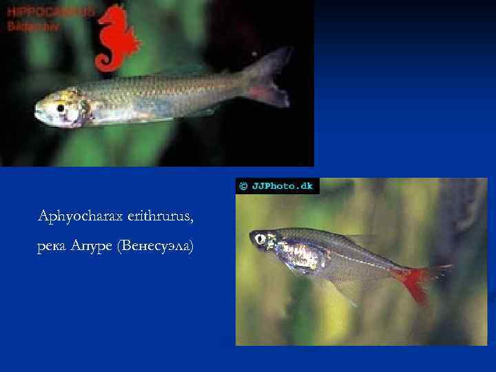 Aphyocharax erithrurus, река Апуре (Венесуэла) 