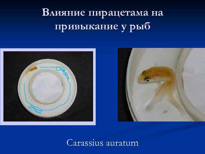 Влияние пирацетама на привыкание у рыб Carassius auratum 