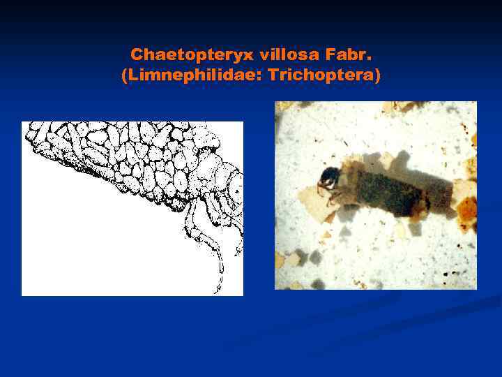 Chaetopteryx villosa Fabr. (Limnephilidae: Trichoptera) 