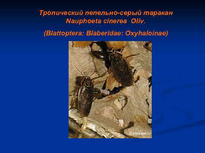 Тропический пепельно серый таракан Nauphoeta cinerea Oliv. (Blattoptera: Blaberidae: Oxyhaloinae) 