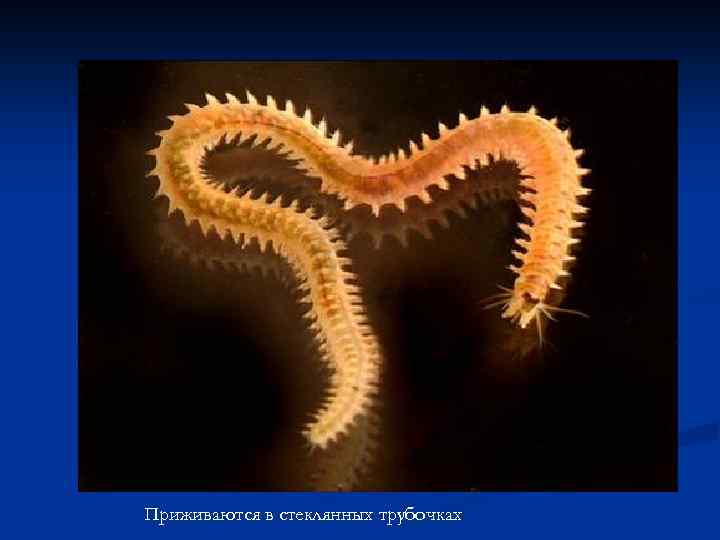 Приживаются в стеклянных трубочках 