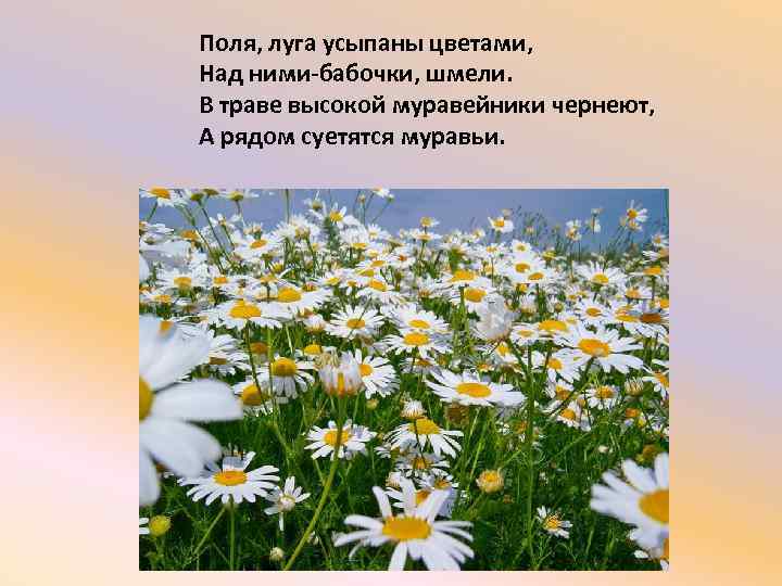 Поля, луга усыпаны цветами, Над ними-бабочки, шмели. В траве высокой муравейники чернеют, А рядом
