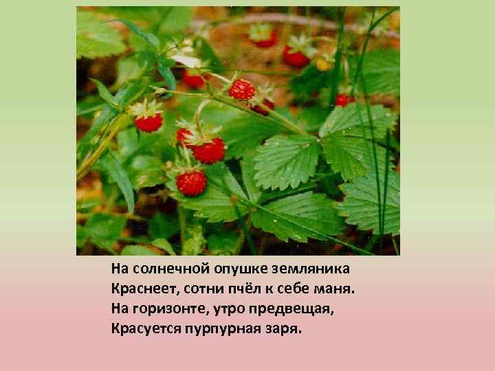На солнечной опушке земляника Краснеет, сотни пчёл к себе маня. На горизонте, утро предвещая,