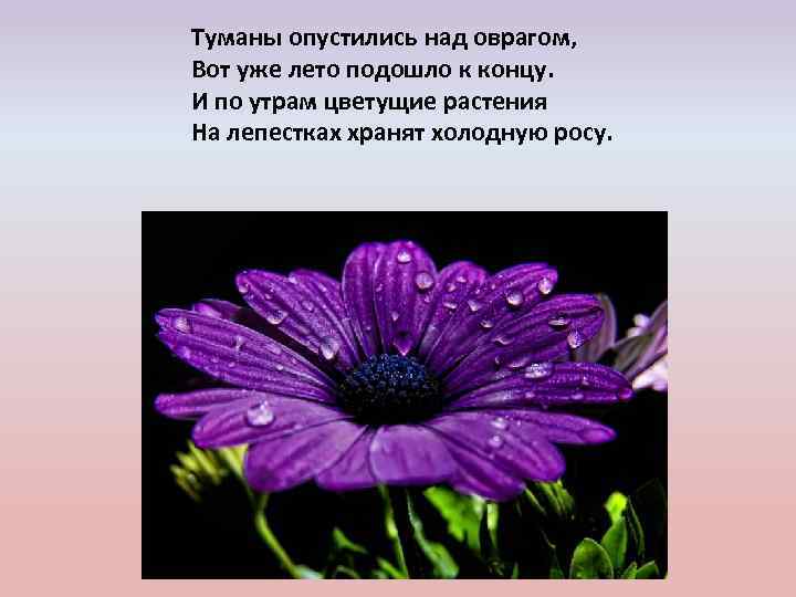 Туманы опустились над оврагом, Вот уже лето подошло к концу. И по утрам цветущие