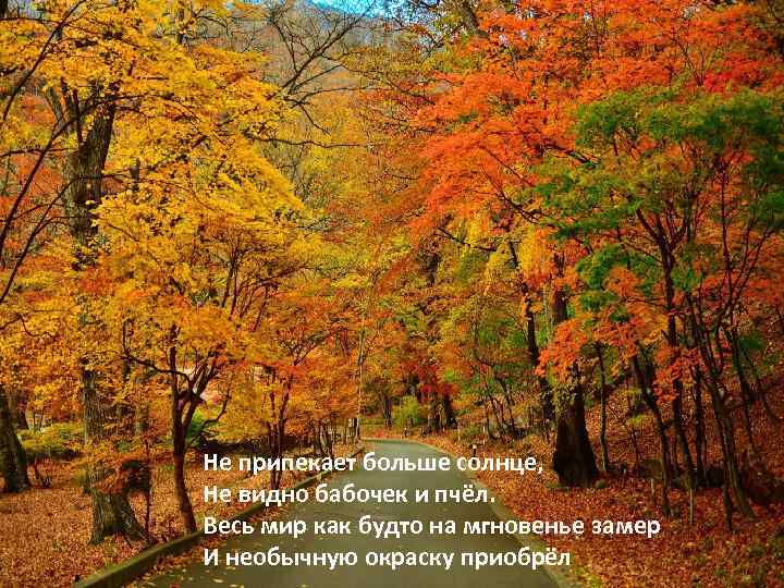Не припекает больше солнце, Не видно бабочек и пчёл. Весь мир как будто на