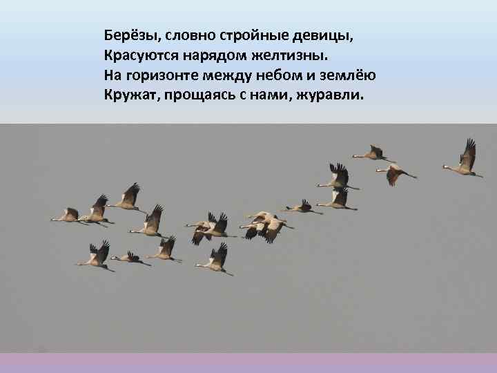 Берёзы, словно стройные девицы, Красуются нарядом желтизны. На горизонте между небом и землёю Кружат,