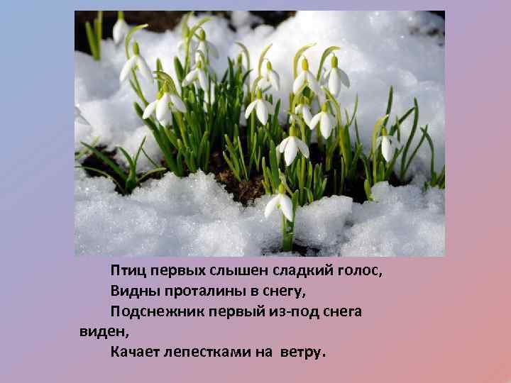 Птиц первых слышен сладкий голос, Видны проталины в снегу, Подснежник первый из-под снега виден,