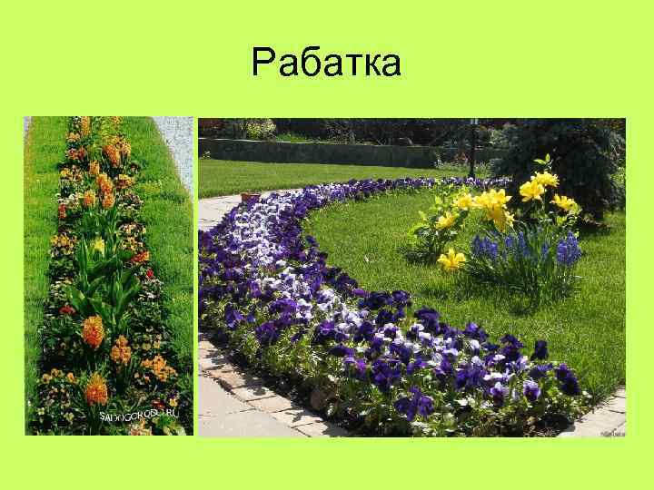 Рабатка 