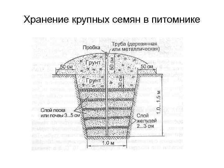 Хранение крупных семян в питомнике 