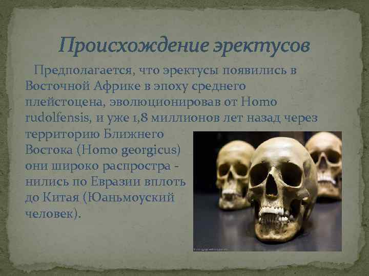 Происхождение эректусов Предполагается, что эректусы появились в Восточной Африке в эпоху среднего плейстоцена, эволюционировав