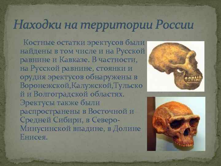 Находки на территории России Костные остатки эректусов были найдены в том числе и на