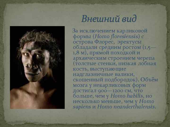 Внешний вид За исключением карликовой формы (Homo floresiensis) с острова Флорес, эректусы обладали средним