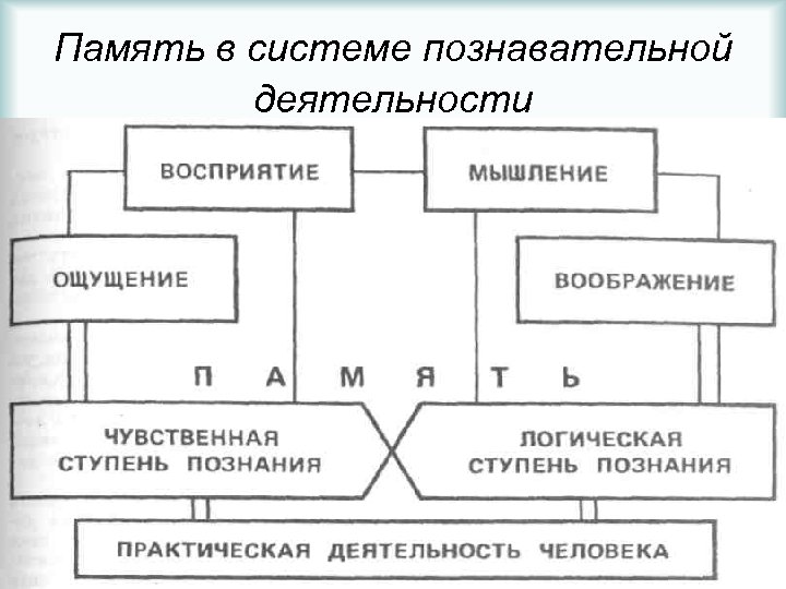 Познавательные процессы нарисовать схему