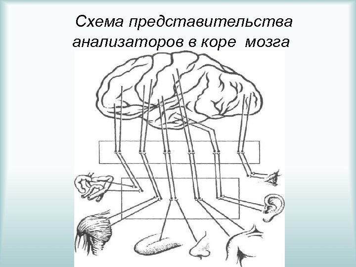  Схема представительства анализаторов в коре мозга 