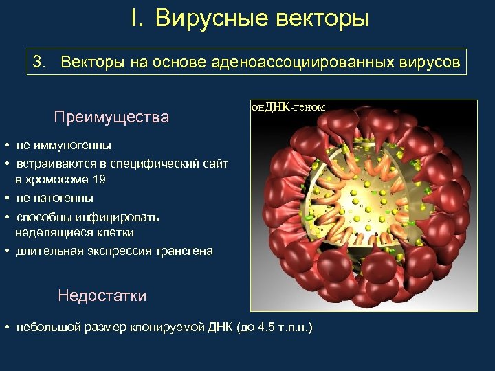 I. Вирусные векторы 3. Векторы на основе аденоассоциированных вирусов Преимущества он. ДНК-геном • не