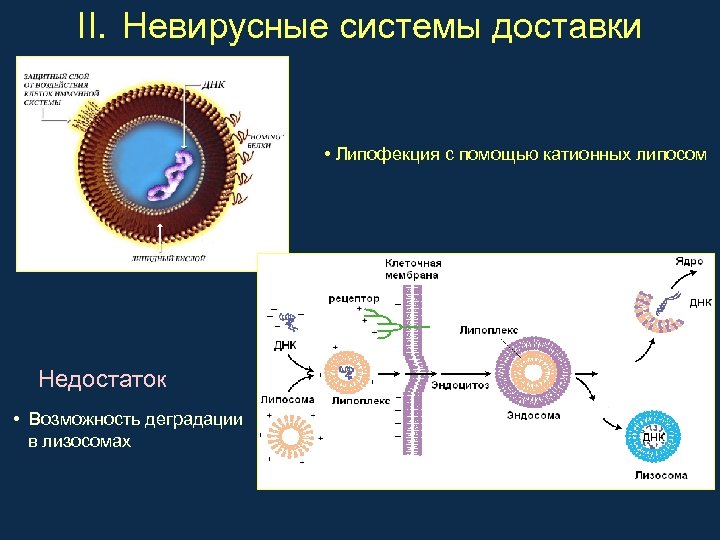 II. Невирусные системы доставки • Липофекция с помощью катионных липосом Недостаток • Возможность деградации