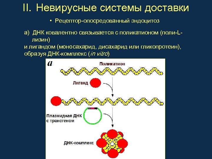 II. Невирусные системы доставки • Рецептор-опосредованный эндоцитоз а) ДНК ковалентно связывается с поликатионом (поли-Lлизин)