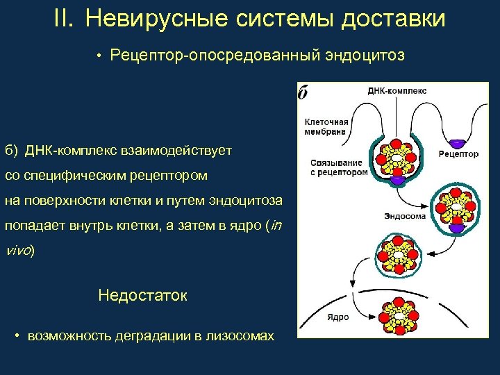 II. Невирусные системы доставки • Рецептор-опосредованный эндоцитоз б) ДНК-комплекс взаимодействует со специфическим рецептором на