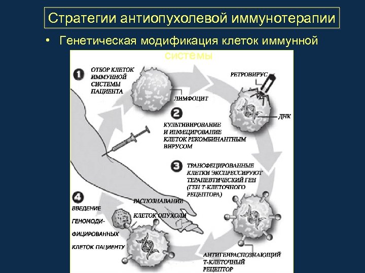 Стратегии антиопухолевой иммунотерапии • Генетическая модификация клеток иммунной системы 