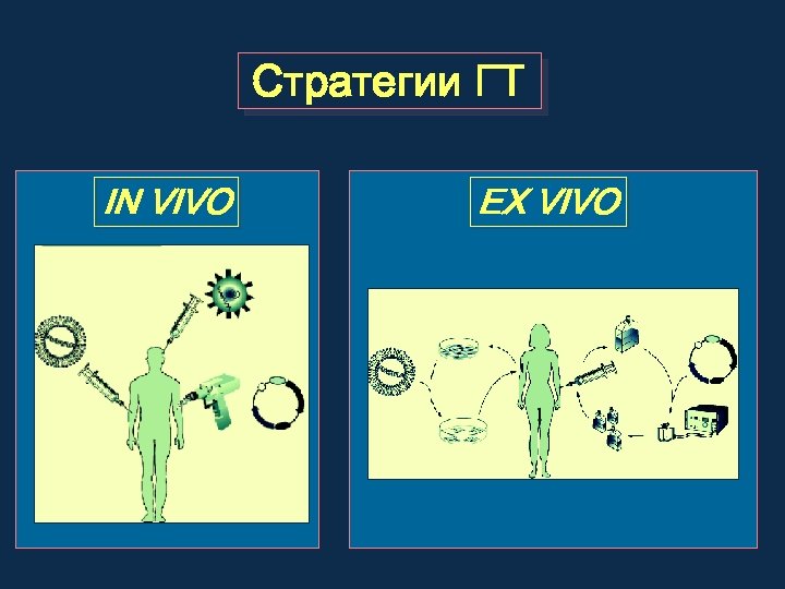 Стратегии ГТ IN VIVO EX VIVO 