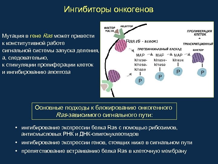 Ингибиторы онкогенов Мутация в гене Ras может привести к конститутивной работе сигнальной системы запуска