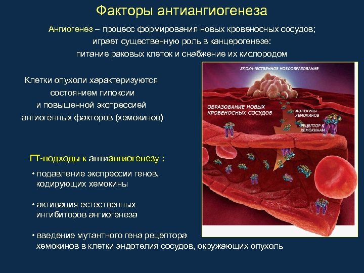 Факторы антиангиогенеза Ангиогенез – процесс формирования новых кровеносных сосудов; играет существенную роль в канцерогенезе: