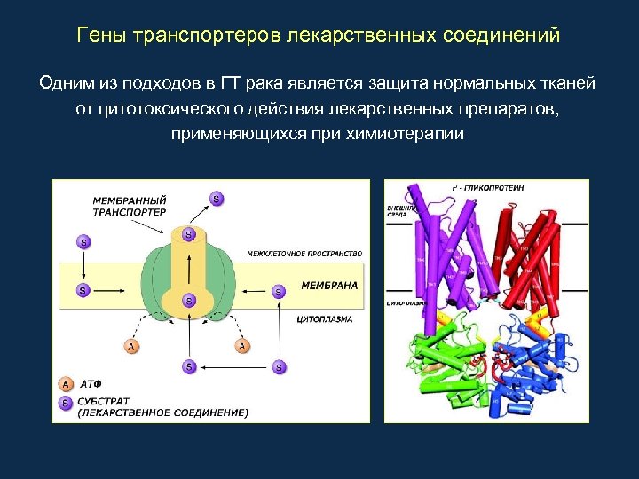 Гены транспортеров лекарственных соединений Одним из подходов в ГТ рака является защита нормальных тканей