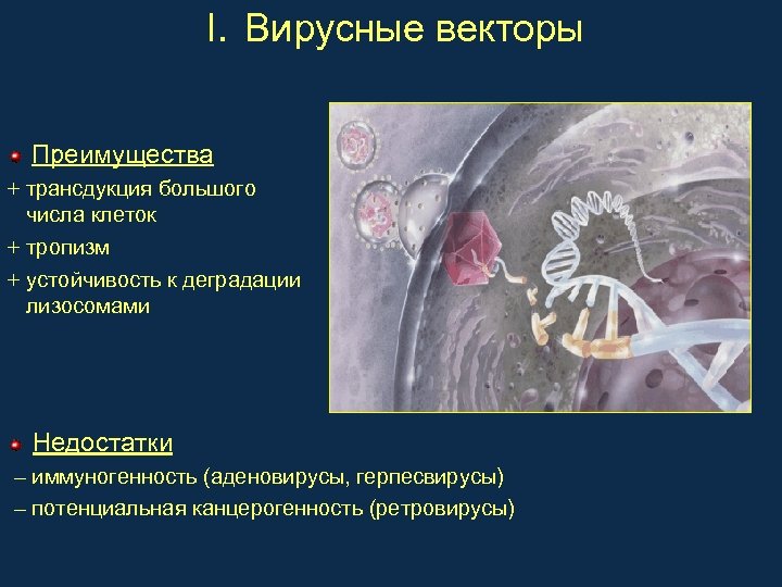 I. Вирусные векторы Преимущества + трансдукция большого числа клеток + тропизм + устойчивость к