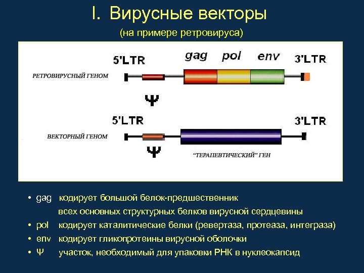 I. Вирусные векторы (на примере ретровируса) • gag кодирует большой белок-предшественник всех основных структурных