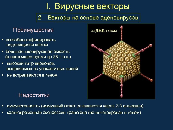 I. Вирусные векторы 2. Векторы на основе аденовирусов Преимущества дн. ДНК-геном • способны инфицировать