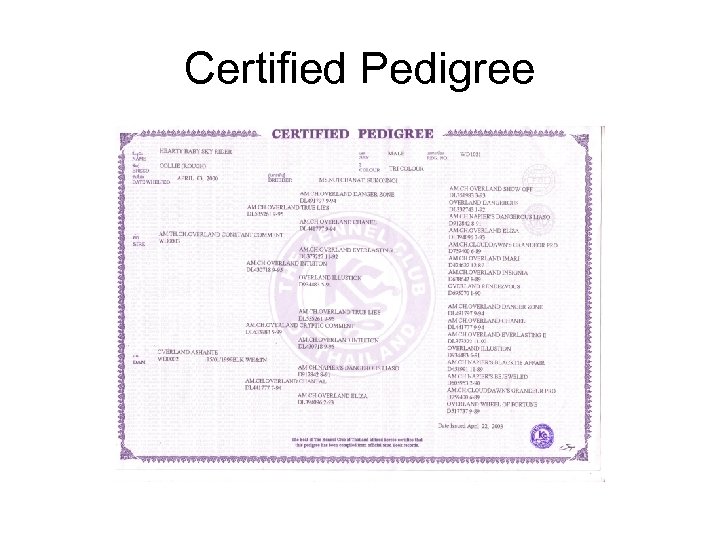 Certified Pedigree 