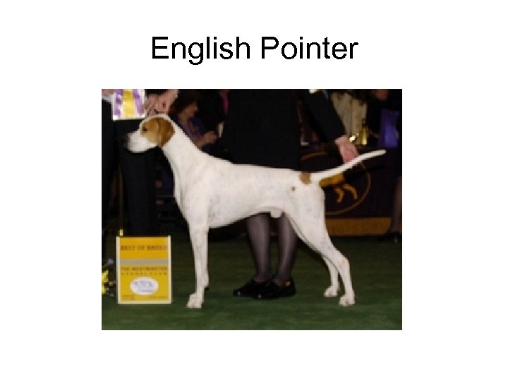 English Pointer 
