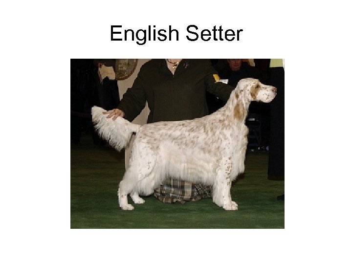 English Setter 