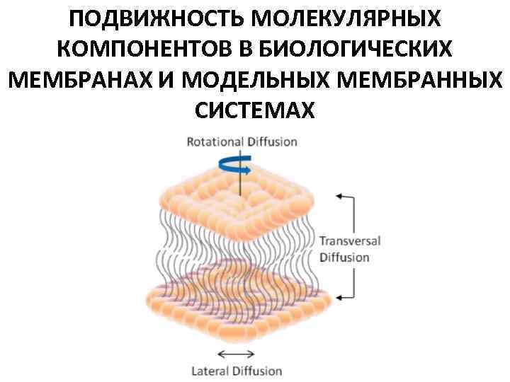 ПОДВИЖНОСТЬ МОЛЕКУЛЯРНЫХ КОМПОНЕНТОВ В БИОЛОГИЧЕСКИХ МЕМБРАНАХ И МОДЕЛЬНЫХ МЕМБРАННЫХ СИСТЕМАХ 