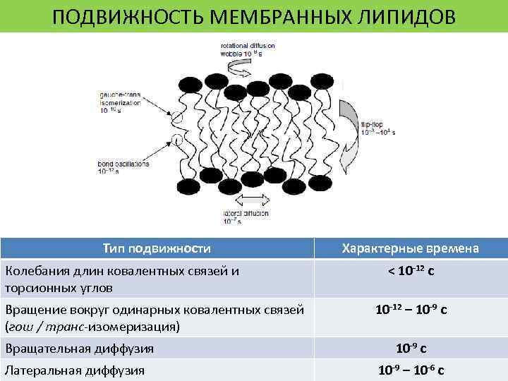 ПОДВИЖНОСТЬ МЕМБРАННЫХ ЛИПИДОВ Тип подвижности Колебания длин ковалентных связей и торсионных углов Вращение вокруг