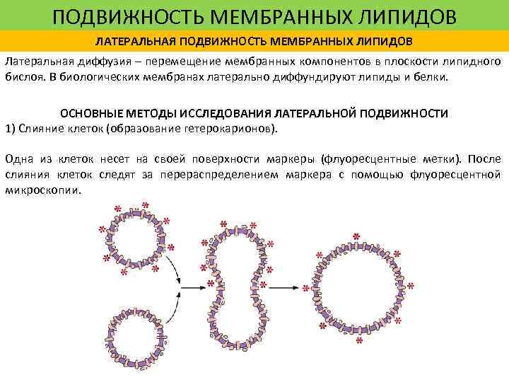 Подвижность днк