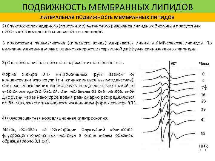 ПОДВИЖНОСТЬ МЕМБРАННЫХ ЛИПИДОВ ЛАТЕРАЛЬНАЯ ПОДВИЖНОСТЬ МЕМБРАННЫХ ЛИПИДОВ 2) Спектроскопия ядерного (протонного) магнитного резонанса липидных