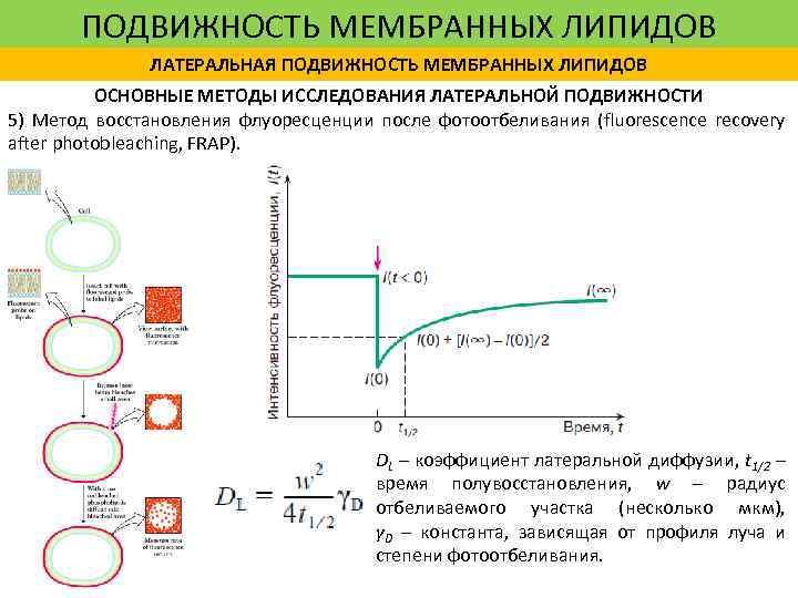 ПОДВИЖНОСТЬ МЕМБРАННЫХ ЛИПИДОВ ЛАТЕРАЛЬНАЯ ПОДВИЖНОСТЬ МЕМБРАННЫХ ЛИПИДОВ ОСНОВНЫЕ МЕТОДЫ ИССЛЕДОВАНИЯ ЛАТЕРАЛЬНОЙ ПОДВИЖНОСТИ 5) Метод