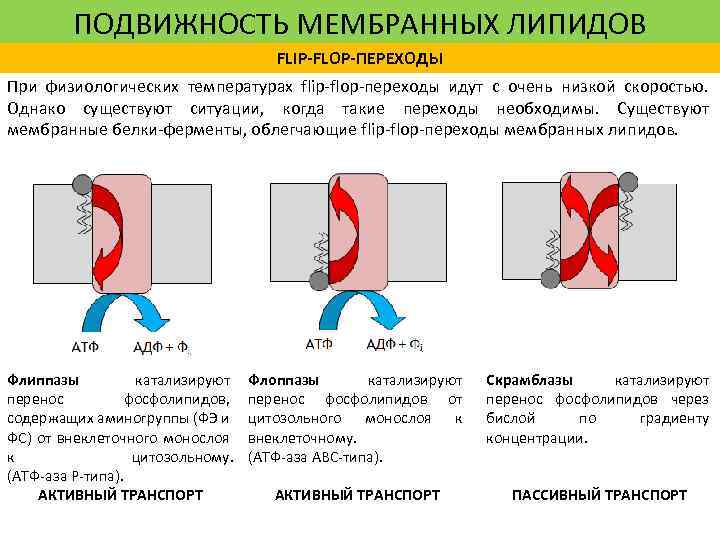 ПОДВИЖНОСТЬ МЕМБРАННЫХ ЛИПИДОВ FLIP-FLOP-ПЕРЕХОДЫ При физиологических температурах flip-flop-переходы идут с очень низкой скоростью. Однако