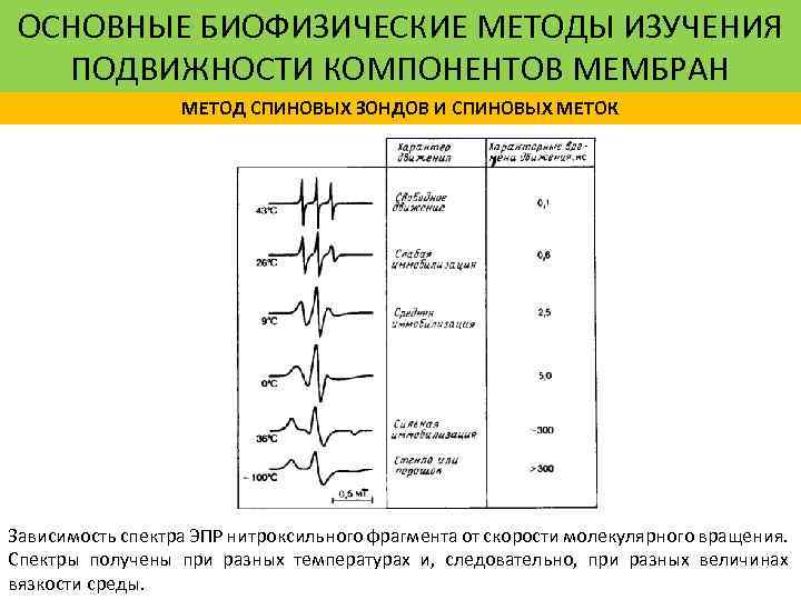 ОСНОВНЫЕ БИОФИЗИЧЕСКИЕ МЕТОДЫ ИЗУЧЕНИЯ ПОДВИЖНОСТИ КОМПОНЕНТОВ МЕМБРАН МЕТОД СПИНОВЫХ ЗОНДОВ И СПИНОВЫХ МЕТОК Зависимость