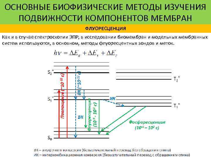 ОСНОВНЫЕ БИОФИЗИЧЕСКИЕ МЕТОДЫ ИЗУЧЕНИЯ ПОДВИЖНОСТИ КОМПОНЕНТОВ МЕМБРАН ФЛУОРЕСЦЕНЦИЯ Как и в случае спектроскопии ЭПР,