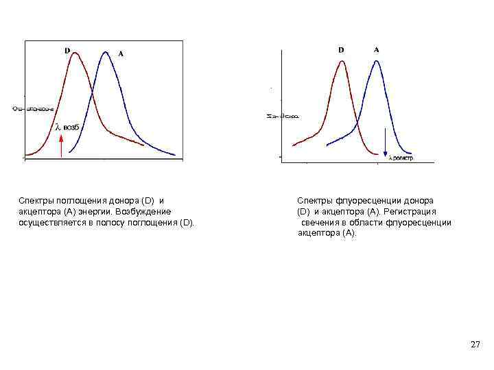 Спектры поглощения донора (D) и акцептора (A) энергии. Возбуждение осуществляется в полосу поглощения (D).